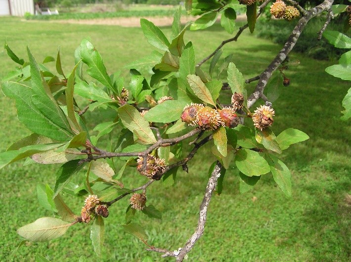 Quince Rust of Mayhaw